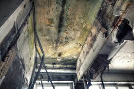 Why You Should Choose Our Mold Remediation Services in New Egypt, NJ